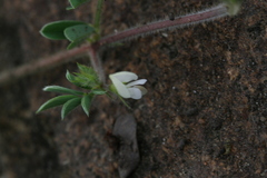 Tephrosia pumila